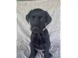 Black AKC Labrador Puppies For Sale
